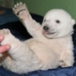 Meet your Posher, Orion